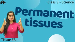 Permanent Tissues 3 Class 9 Science CBSE 9th Biology [upl. by Ingelbert]