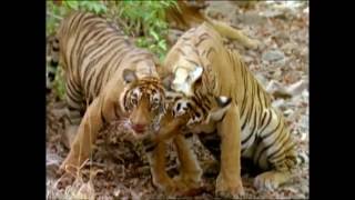 Baby Einstein  Wild Animal Safari Amazon Trailer [upl. by Matronna]