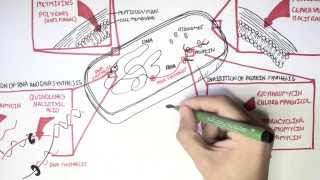 Microbiology  Antibiotics Mechanisms of Action [upl. by Tymes]