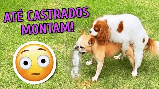 POR QUE CÃES MONTAM EM OUTROS CÃES ALMOFADAS E NAS PERNAS DAS PESSOAS até castrados e fêmeas [upl. by Jarin658]