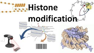 Histone modifications Introduction [upl. by Adal]