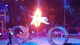 MonteCarlo Circus Festival 2017 Zapashny brothers Tigers leap through flaming hoops [upl. by Enaffit237]