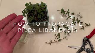 How To Propagate Pilea Libanensis [upl. by Aenet]