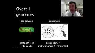 Prokaryotic vs eukaryotic genomes [upl. by Holleran523]