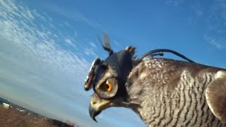 How goshawks track their prey [upl. by Soo117]