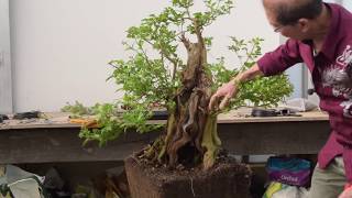 Bush to Bonsai  Privet [upl. by Gareth591]