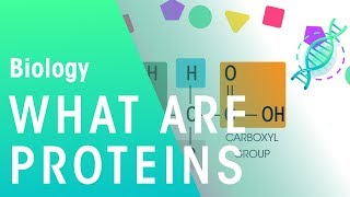 What Are Proteins  Cells  Biology  FuseSchool [upl. by Eibob418]