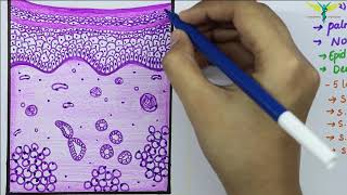 Histology of Thick SkinGlabrous skin [upl. by Rothwell912]