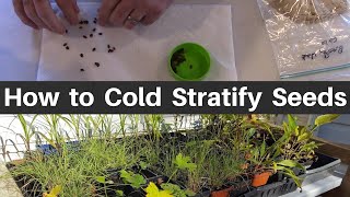 How to Cold Moist Stratify Seeds [upl. by Aiouqes974]