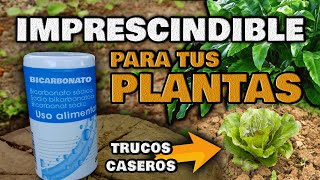 Aplica BICARBONATO en tus Plantas y MIRA QUE PASA  Fungicida Casero e Insecticida Ecológico [upl. by Beacham137]