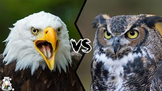 EAGLE VS OWL  Who Would Win [upl. by Yerrok507]