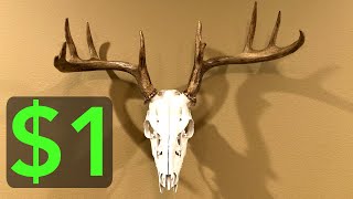 1 DIY Deer Skull Mount [upl. by Celinda776]