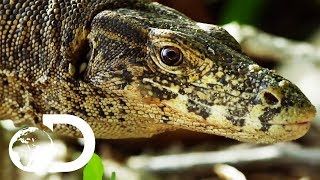 The Prehistoric Predator  Wildest Lizards  Discovery UK [upl. by Doersten466]