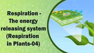 Respiration  The energy releasing system  Respiration in Plants04  X Class [upl. by Nnahgiel]