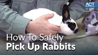 How to Pick Up Rabbits [upl. by Oad]