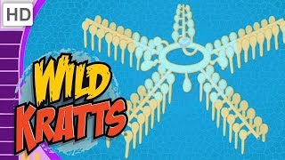 Wild Kratts  Creatures That Make a Big Splash 40 Minutes [upl. by Arihsaj829]