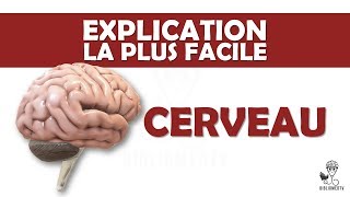 lexplication la plus facile  le Cerveau [upl. by Fennell198]