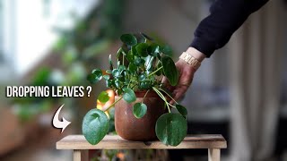 How to treat a Pilea with dropping Leaves [upl. by Onibag]