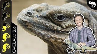 Rhinoceros Iguana The Best Pet Lizard [upl. by Yemrej32]