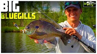 Bluegill Fishing Tips with Bobbers and Plastic Lures [upl. by Annodahs280]