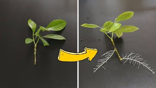 How to Grow Gardenia From Cuttings 33 days Time Lapse [upl. by Chill]