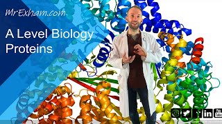 Proteins  A Level Biology [upl. by Pete998]