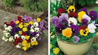 How to Plant Universal Pansies WinterSpring Guide [upl. by Aivirt21]