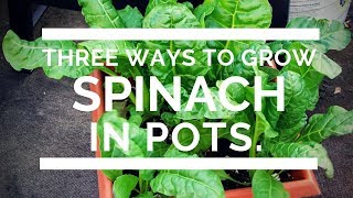 Growing Spinach and Silverbeet in pots 3 ways [upl. by Alurd]