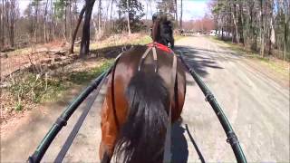 Standardbred Training  Exercising the Retired OTT ExRace Horse Pacer [upl. by Padget]