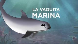 Expedición Vaquita 2017 animación [upl. by Anires]