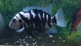 Convict cichlids breeding Eggs hatching and taking care of the new born fry [upl. by Burkle]