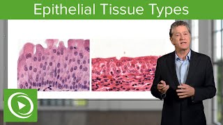 Epithelial Tissue Sections amp Functions – Histology  Lecturio [upl. by Anilatak]