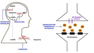 Parkinsons Pharmacology [upl. by Astra]