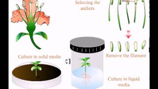 Various types of tissue culture [upl. by Suanne298]