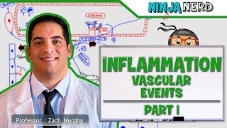 Immunology  Inflammation Vascular Events Part 1 [upl. by Yrekcaz]