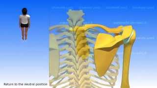 Movements of the Scapula [upl. by Cassella15]