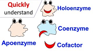 Cofactors  Coenzymes  Holoenzyme  Apoenzyme [upl. by Arimahs250]