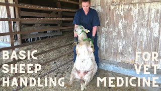 Basic Sheep Handling for the Veterinary Technician [upl. by Mrots]