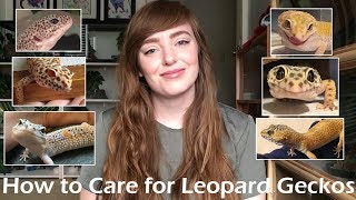 How To Care for Leopard Geckos  Beginner Guide [upl. by Kellia]