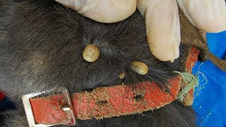 Removing All Ticks From Dog  Dog Ticks Removing Clip  Ticks Removal Videos EP 25 [upl. by Ardnoet]