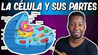 LA CÉLULA  PARTES Y FUNCIONES  Corto y entretenido [upl. by Schnell]