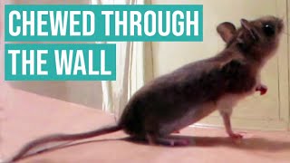 MOUSE CHEWS THROUGH APARTMENT WALL [upl. by Dnalyar]