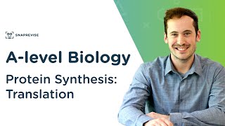 Protein Synthesis Translation  Alevel Biology  OCR AQA Edexcel [upl. by Castro]