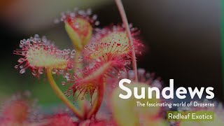 Carnivorous plant Drosera sundew basic care  How to grow Sundew [upl. by Klimesh]