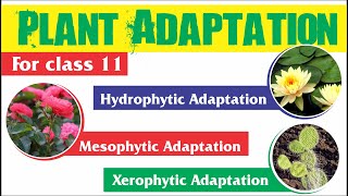 Plant Adaptation  Hydrophytic Mesophytic and Xerophytic Adaptation [upl. by Kristoffer]