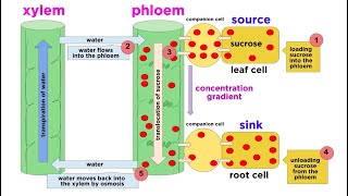 Types of Plant Tissues [upl. by Phila]