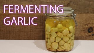 Fermenting Garlic  Fermented Homestead [upl. by Airdnua437]