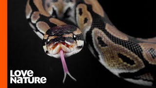 Why Do Snakes Flick Their Tongues [upl. by Thorndike151]