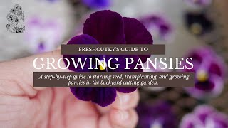 How to Grow Pansy and Viola Flowers from Seeds UPDATED  Planting Pansies from Seed [upl. by Jonette622]