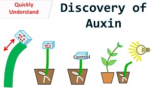 Discovery of Auxin [upl. by Nahs241]